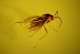 Four Fossil Flies (Diptera) In Baltic Amber - Jewelry Quality #128357-2
